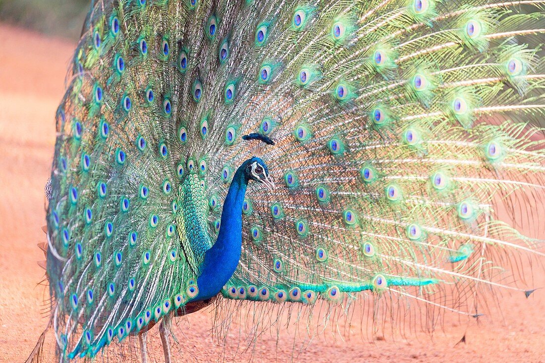 Sri Lanka, Northwest Coast of Sri Lanka, Indian Peafowl or Blue Peafowl (Pavo cristatus), male displaying.