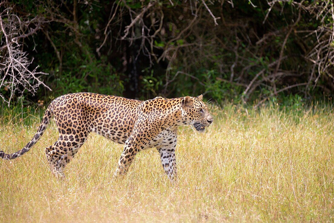 Sri Lanka, Northwest Coast of Sri Lanka, Wilpattu national patk, Sri Lankan Leopard Panthera pardus kotiya), walking.