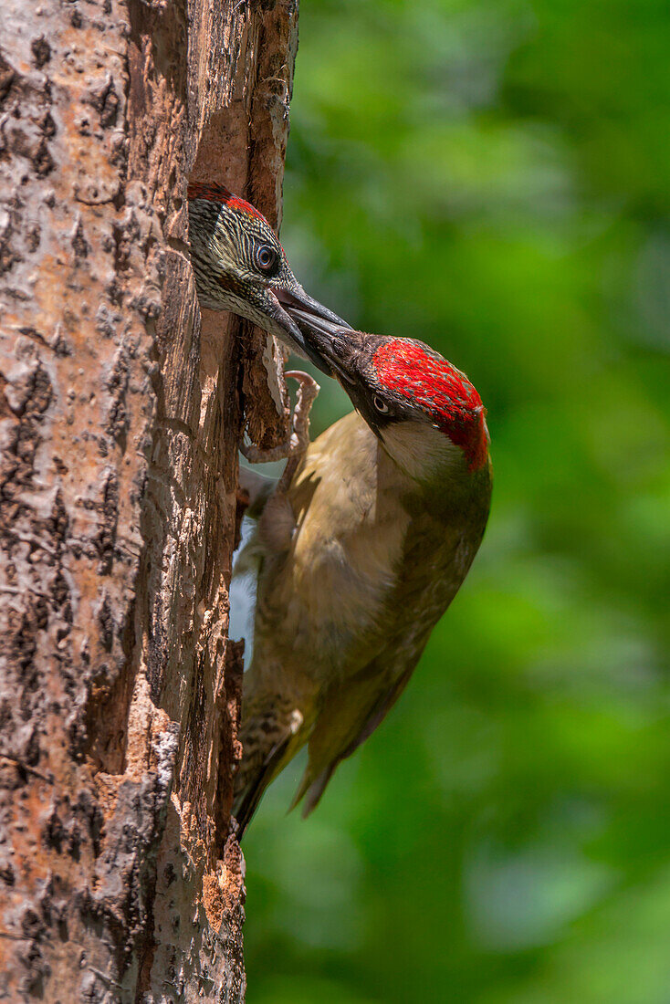 European green woodpecker feeds its young, Trentino Alto-Adige, Italy
