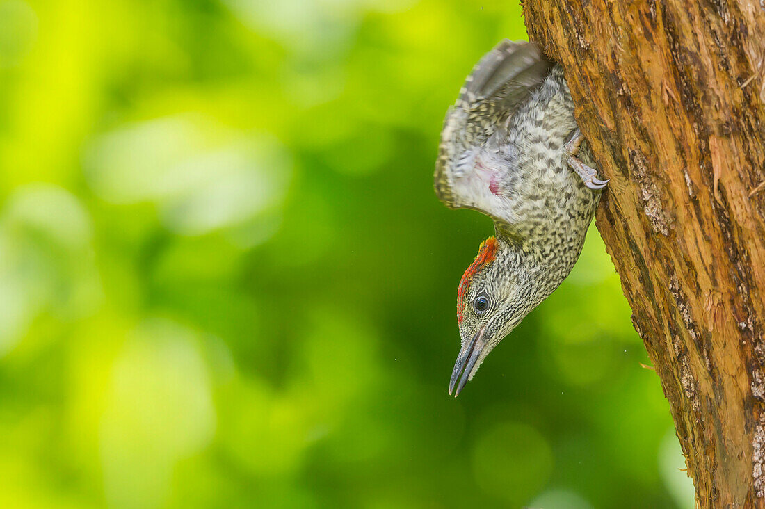 Young european green woodpecker leave the nest, Trentino Alto-Adige, Italy