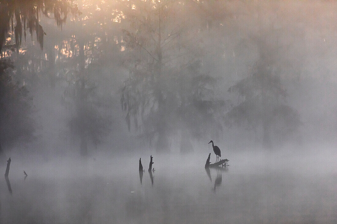 Great blue Heron (Ardea herodias), Lake Martin, Atchafalaya Basin, Breaux Bridge, Louisiana, United States