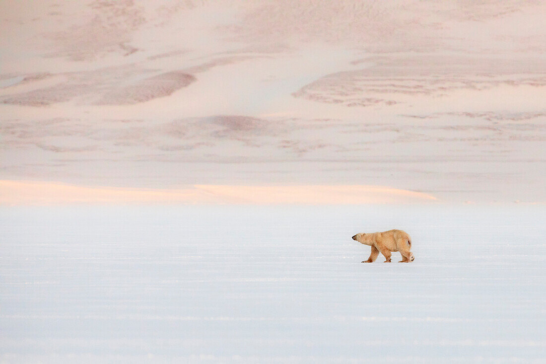 Polar bear in Billefjorden, Western Spitsbergen, Svalbard