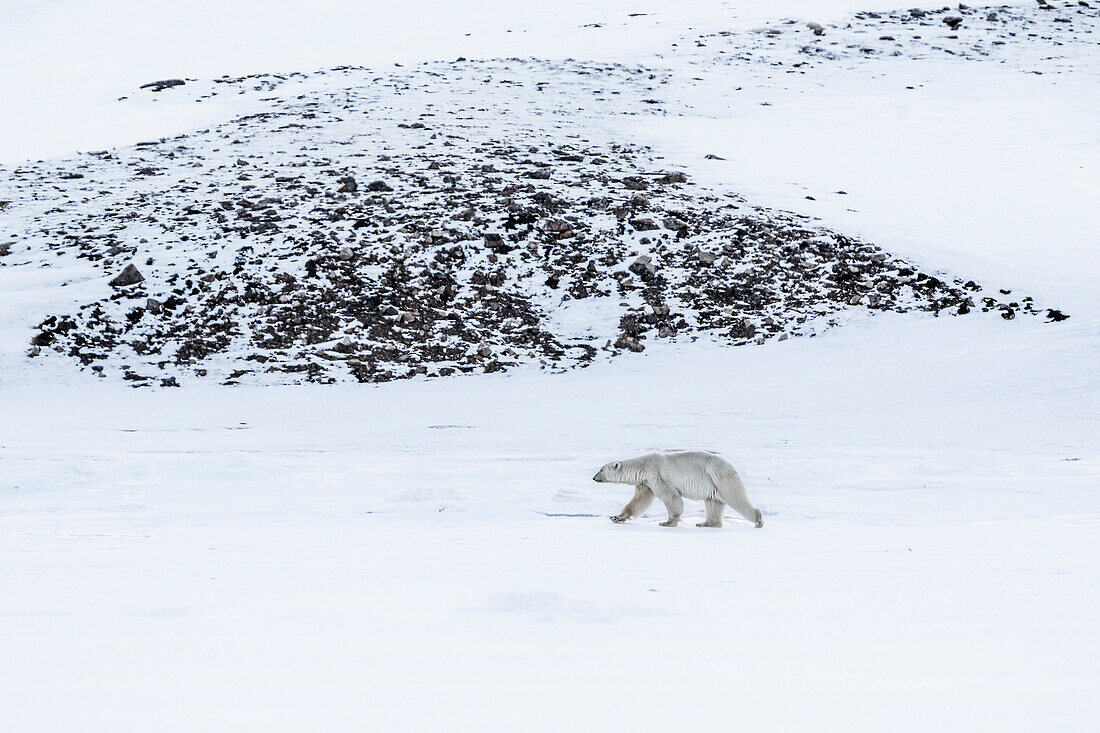 Polar bear in Billefjorden, Western Spitsbergen, Svalbard