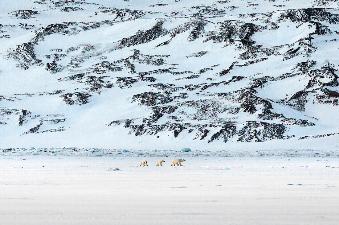 Polar bear family in Templefjorden, Spistbergen, Svalbard.
