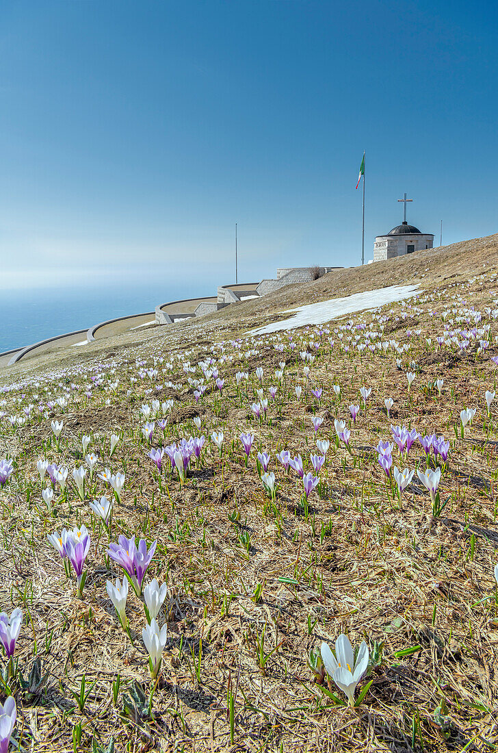 Monte Grappa, province of Vicenza, Veneto, Italy, Europe. Crocus blossom at the summit of Monte Grappa, where there is a military monument.