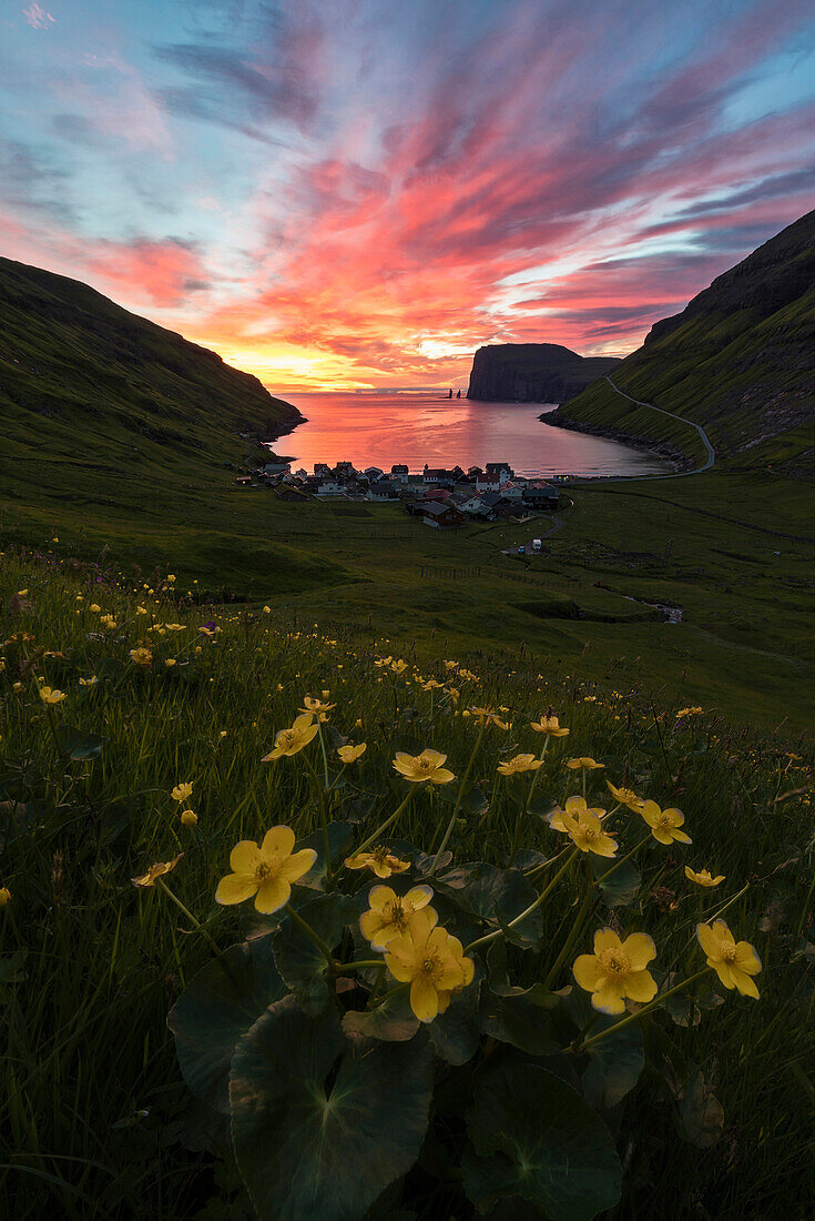 Wild flowers on hills around Tjornuvik at sunrise, Sunda Municipality, Streymoy Island, Faroe Islands