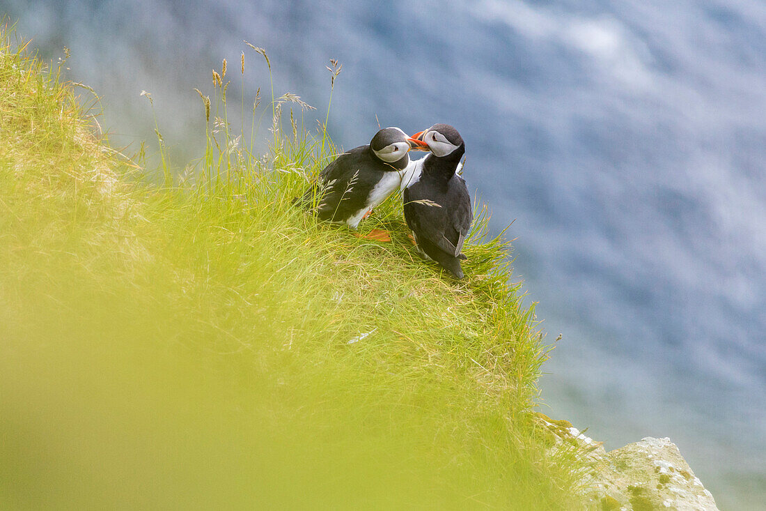 Atlantic puffin on grass, Kalsoy island, Faroe Islands, Denmark