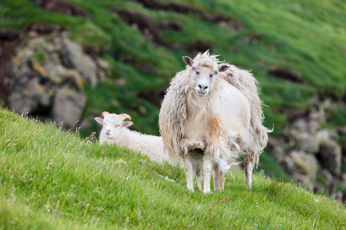 Sheep in green meadows, Mykines island, Faroe Islands, Denmark