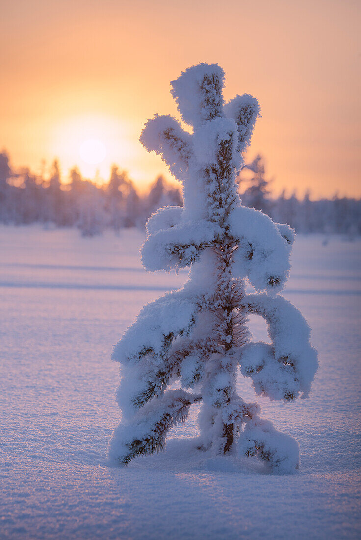 Sunset on lone frozen dwarf shrub, Luosto, Sodankyla municipality, Lapland, Finland