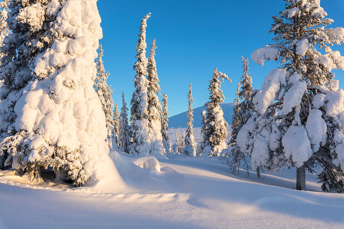 Sun on the snowy woods, Pallas-Yllastunturi National Park, Muonio, Lapland, Finland