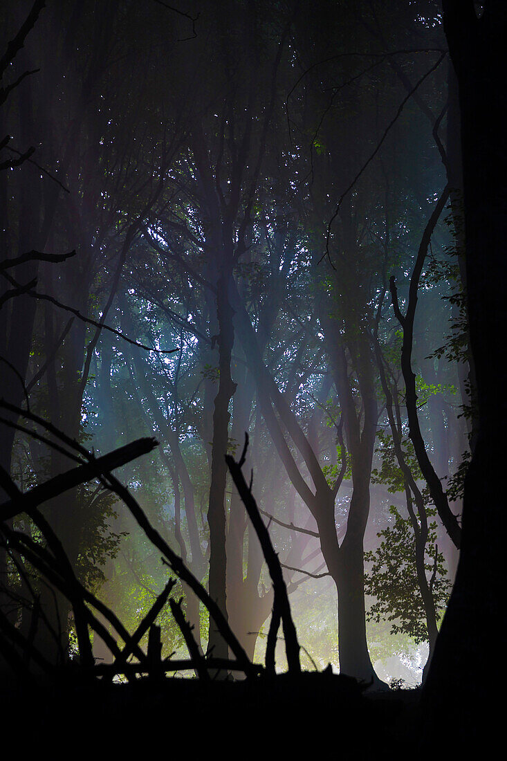 Rainbow through the fog in the woods, along the path to Monte San Primo, Bellagio, Province of Como, Lombardy, Italy