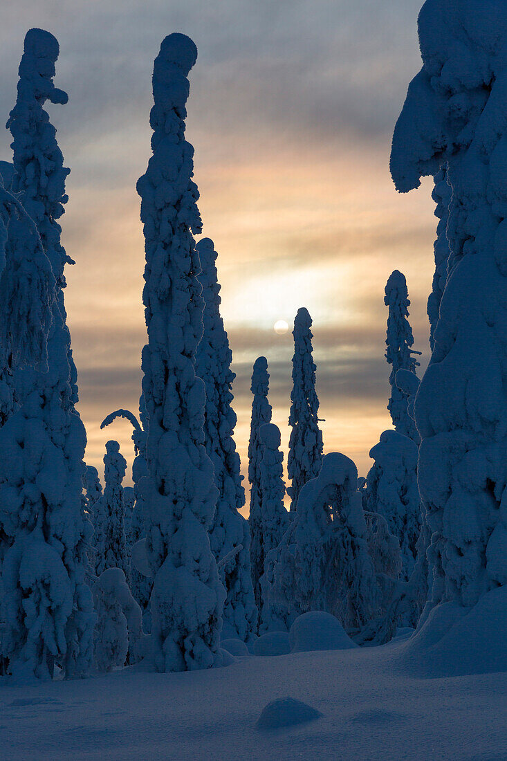 Typical ice sculptures in the woods of Riisitunturi national park, posio, lapland, finland, europe