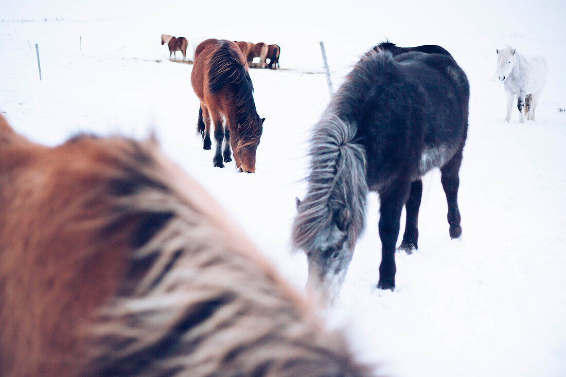 Icelandic horse, Snaefellsness peninsula, Iceland