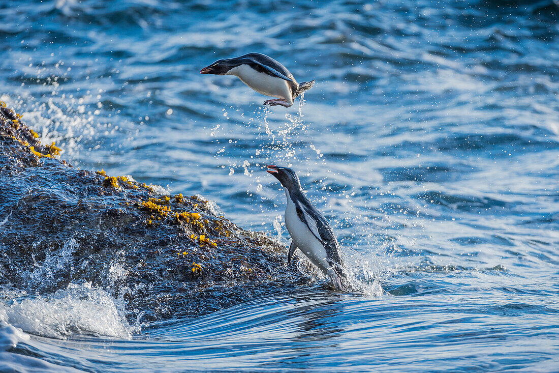 Rockhopper Penguin (Eudyptes chrysocome) pair coming ashore, West Point Island, Falkland Islands