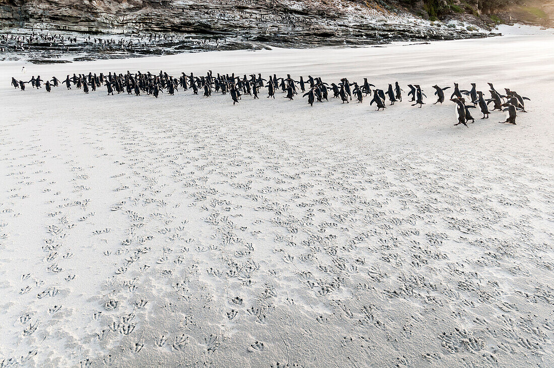 Rockhopper Penguin (Eudyptes chrysocome) group running on beach, Saunders Island, Falkland Islands