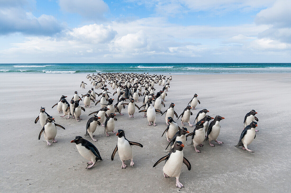 Rockhopper Penguin (Eudyptes chrysocome) group on beach, Saunders Island, Falkland Islands