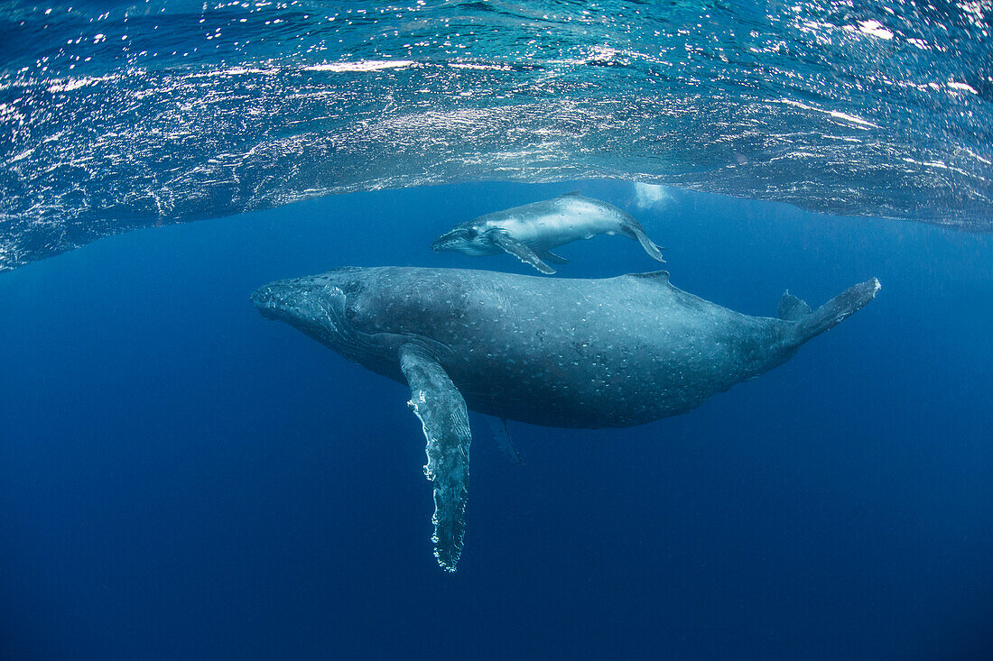 Humpback Whale (Megaptera novaeangliae) mother and two-week-old calf, Tonga