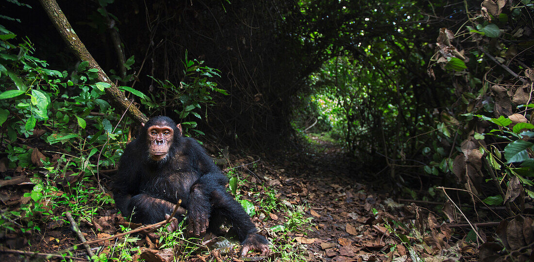 Eastern Chimpanzee (Pan troglodytes schweinfurthii) nine year old juvenile male in rainforest, Gombe National Park, Tanzania