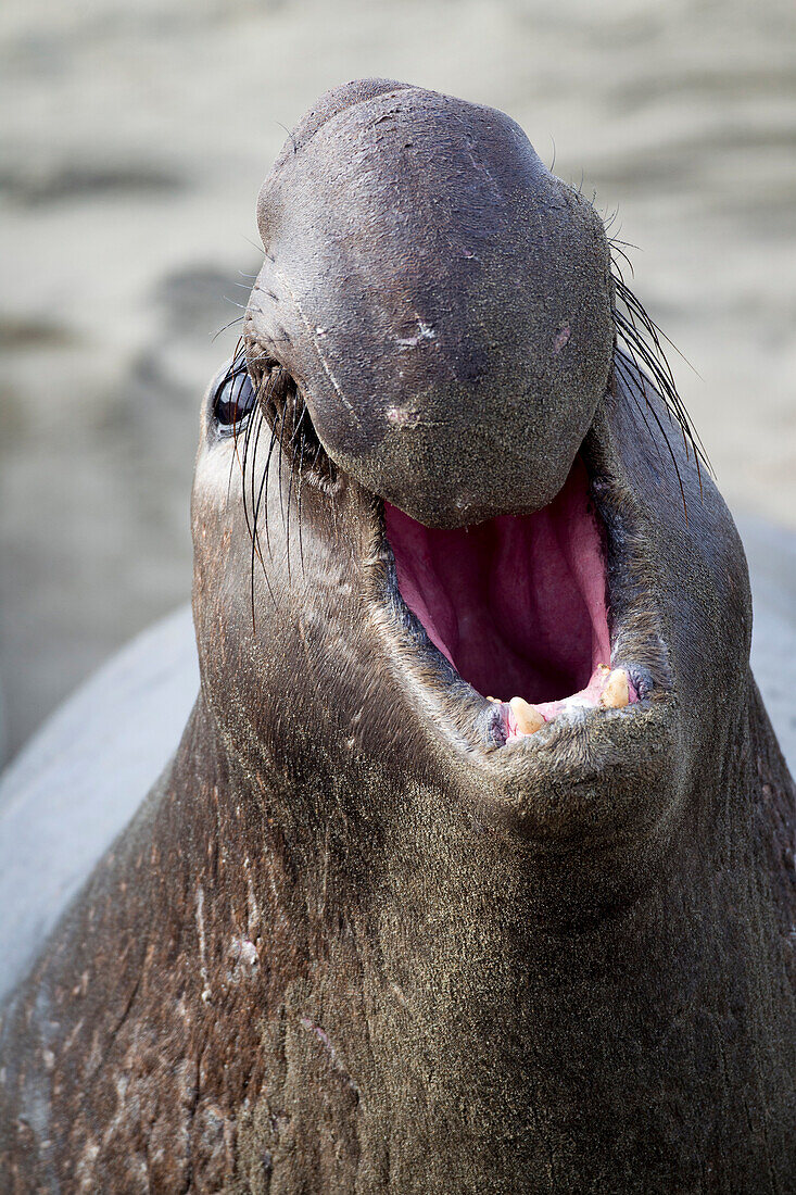 Northern Elephant Seal (Mirounga angustirostris) male calling, Piedras Blancas, San Simeon, California