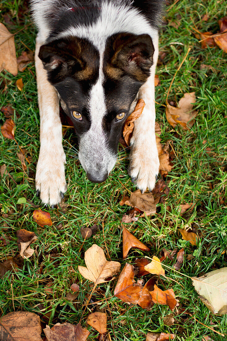 Border Collie (Canis familiaris) male, San Francisco, California