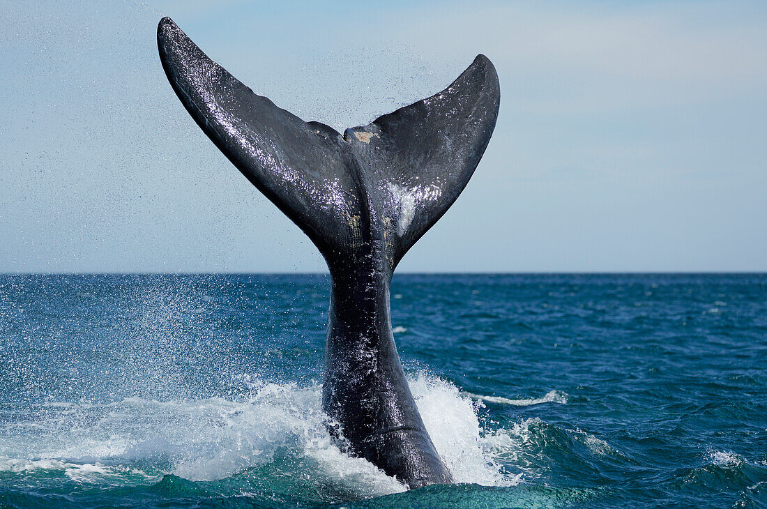 Southern Right Whale (Eubalaena australis) tail slapping, Peninsula Valdez, Argentina