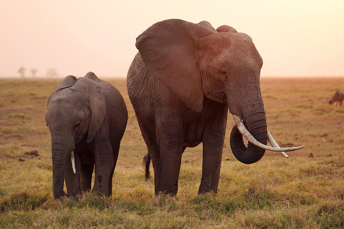 African Elephant (Loxodonta africana) mother and calf grazing, Amboseli National Park, Kenya