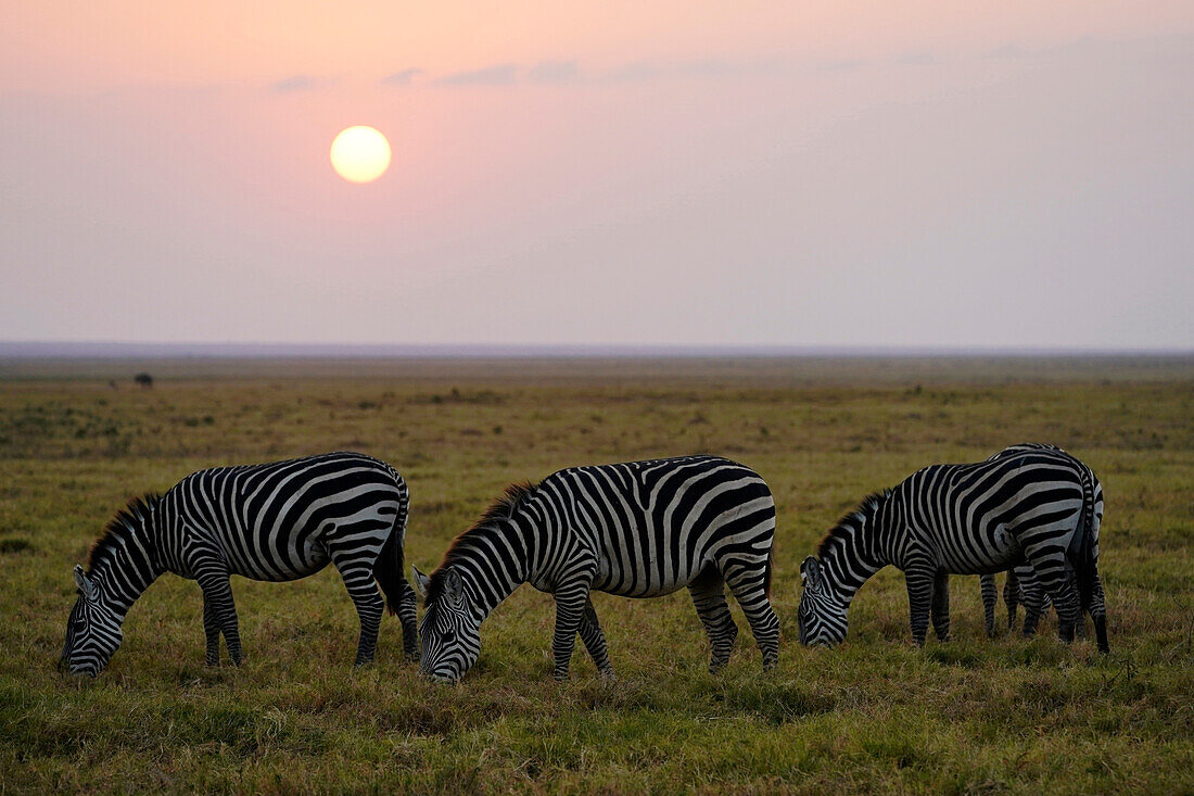 Grant's Zebra (Equus burchellii boehmi) group grazing in savanna, Amboseli National Park, Kenya