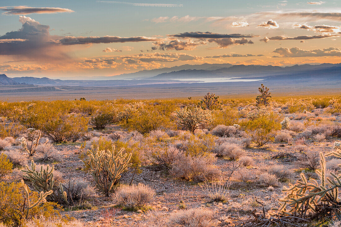 Desert, Lake Mead, Gold Butte National Monument, Nevada