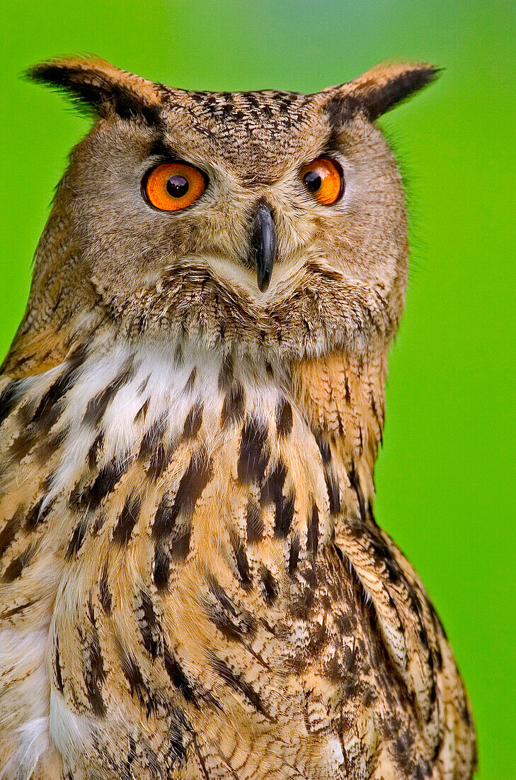 Eurasian Eagle-Owl (Bubo bubo), North Rhine-Westphalia, Germany