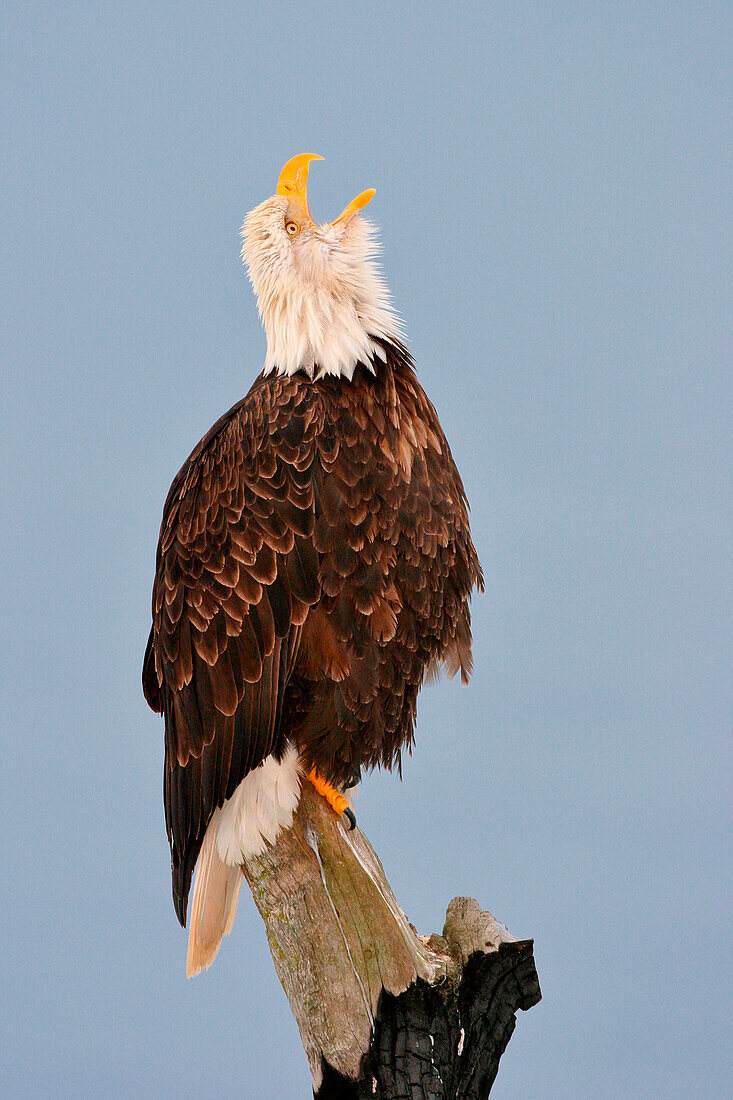 Bald Eagle (Haliaeetus leucocephalus) calling, Alaska