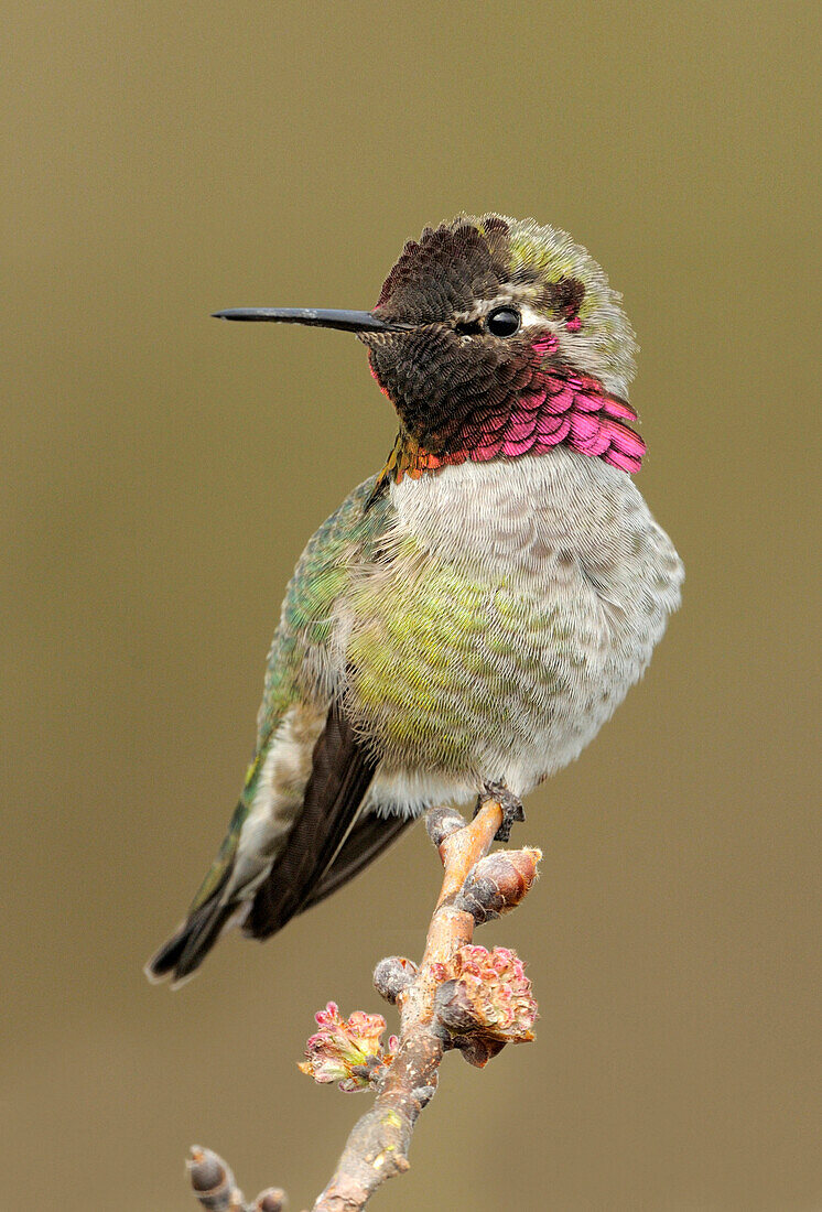 Anna's Hummingbird (Calypte anna), British Columbia, Canada