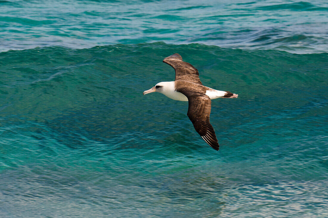 Laysan Albatross (Phoebastria immutabilis) flying over ocean, Hawaii