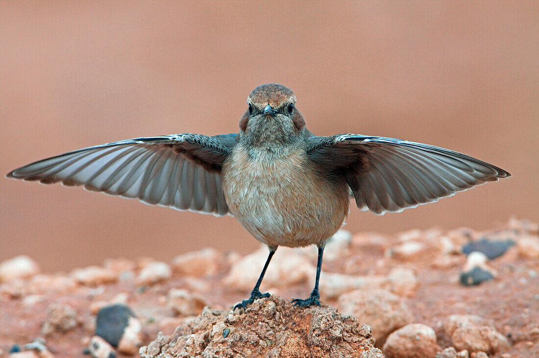 Red-rumped Wheatear (Oenanthe moesta) female displaying, Morocco