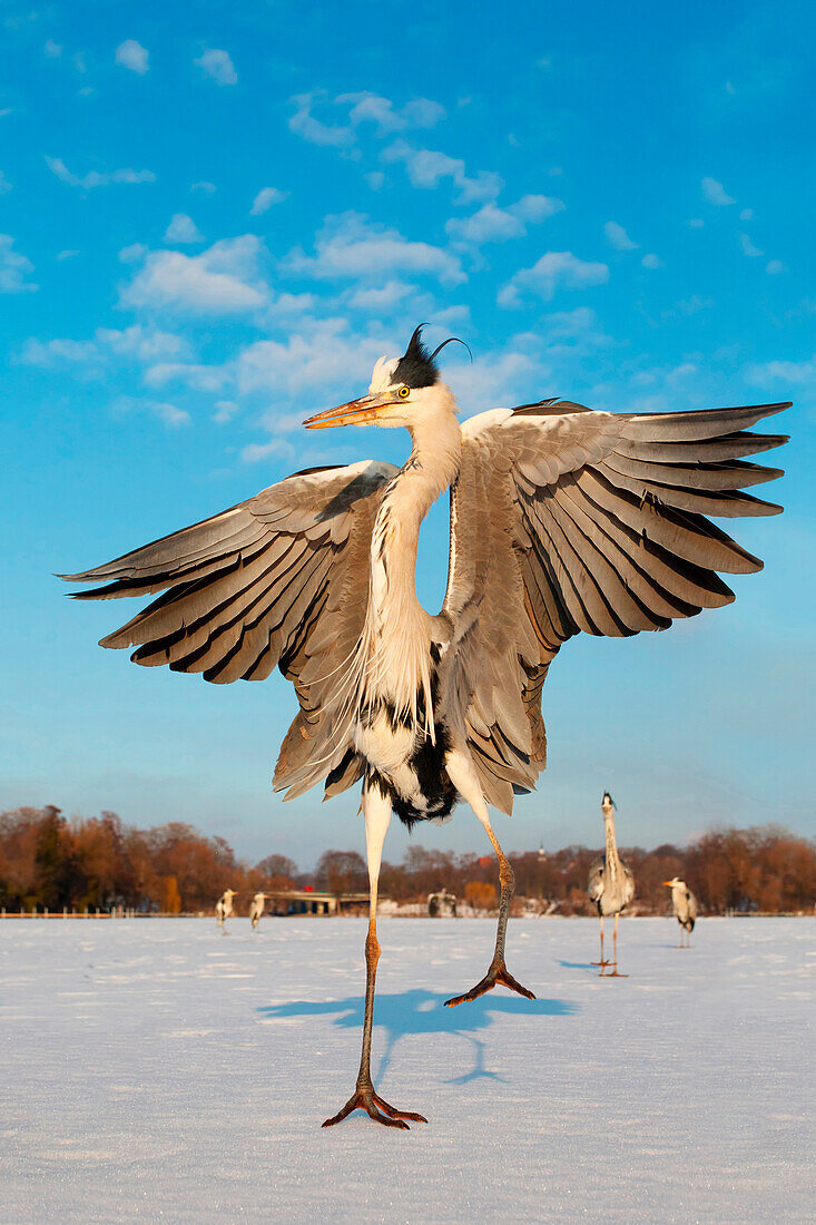 Grey Heron (Ardea cinerea) spreading wings on frozen lake, Berlin, Germany
