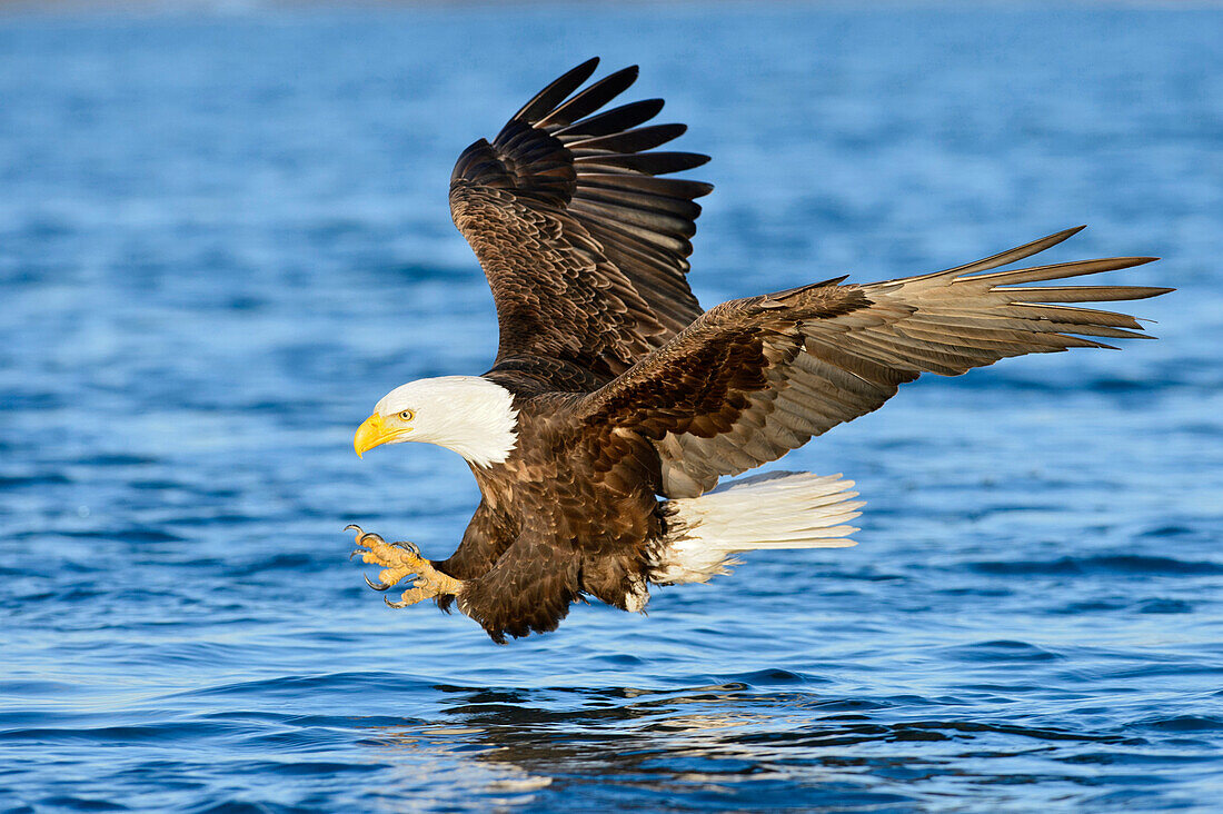 Bald Eagle (Haliaeetus leucocephalus) hunting, Alaska