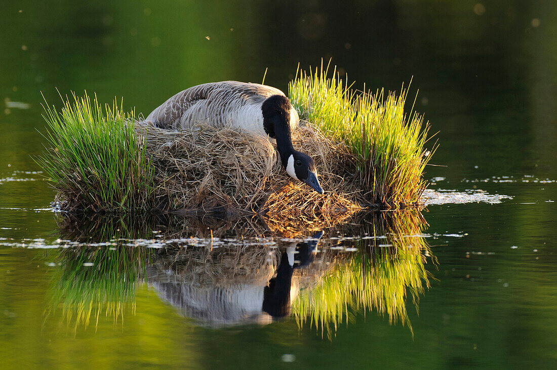 Canada Goose (Branta canadensis) on nest, Lower Saxony, Germany