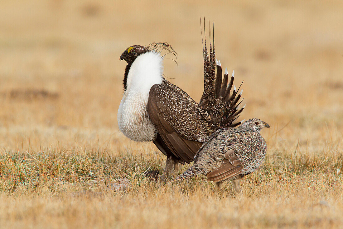 Sage Grouse (Centrocercus urophasianus) male displaying to female at lek, California
