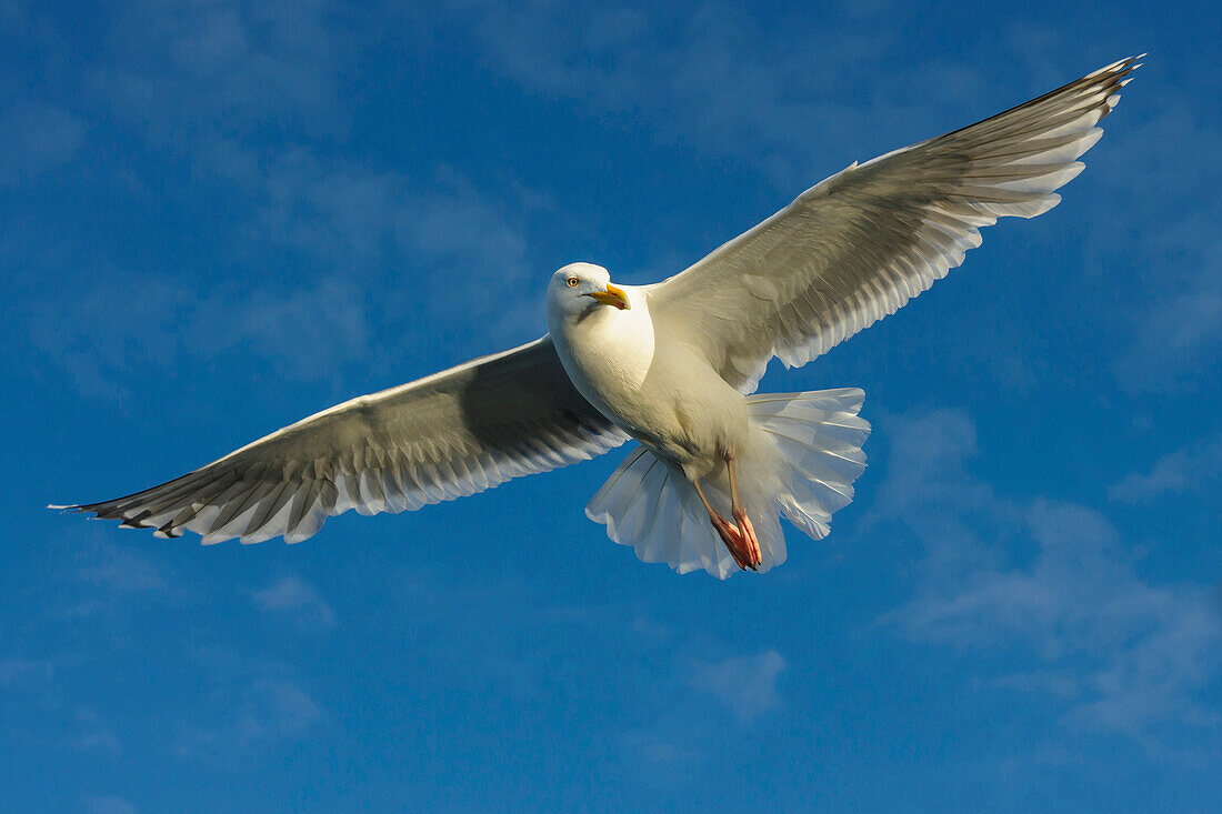 Herring Gull (Larus argentatus) flying, Nord-Trondelag, Norway