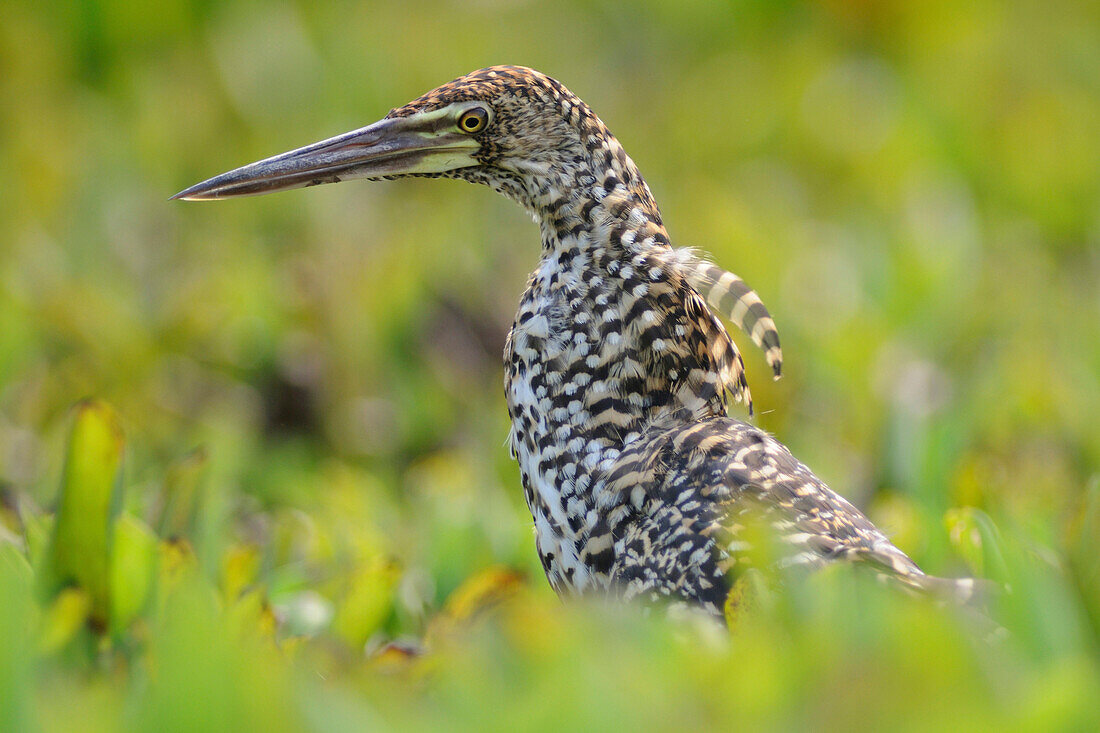 Rufescent Tiger-Heron (Tigrisoma lineatum), Pantanal, Brazil