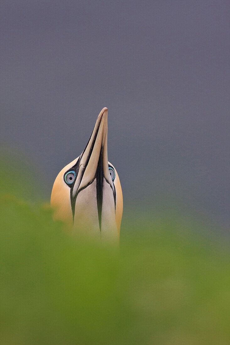 Northern Gannet (Morus bassanus), Schleswig-Holstein, Germany