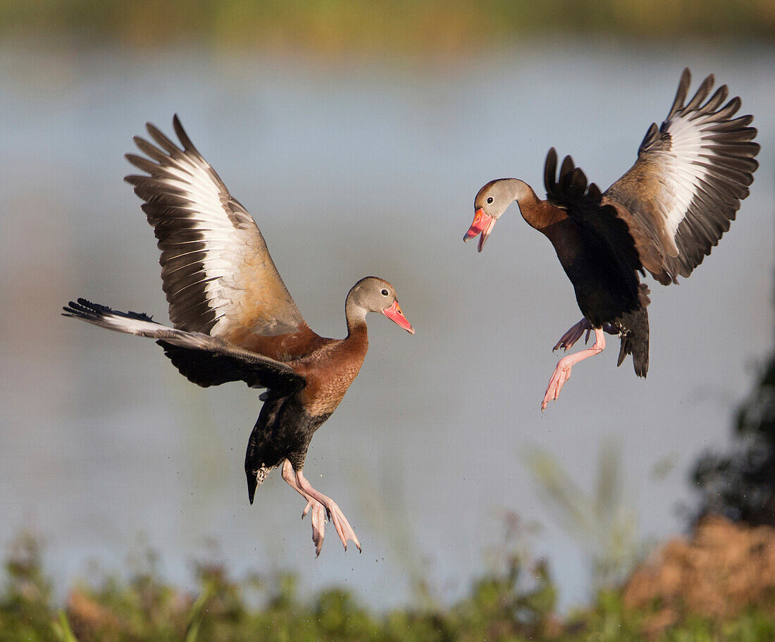 Black-bellied Whistling Duck (Dendrocygna autumnalis) pair fighting, Florida