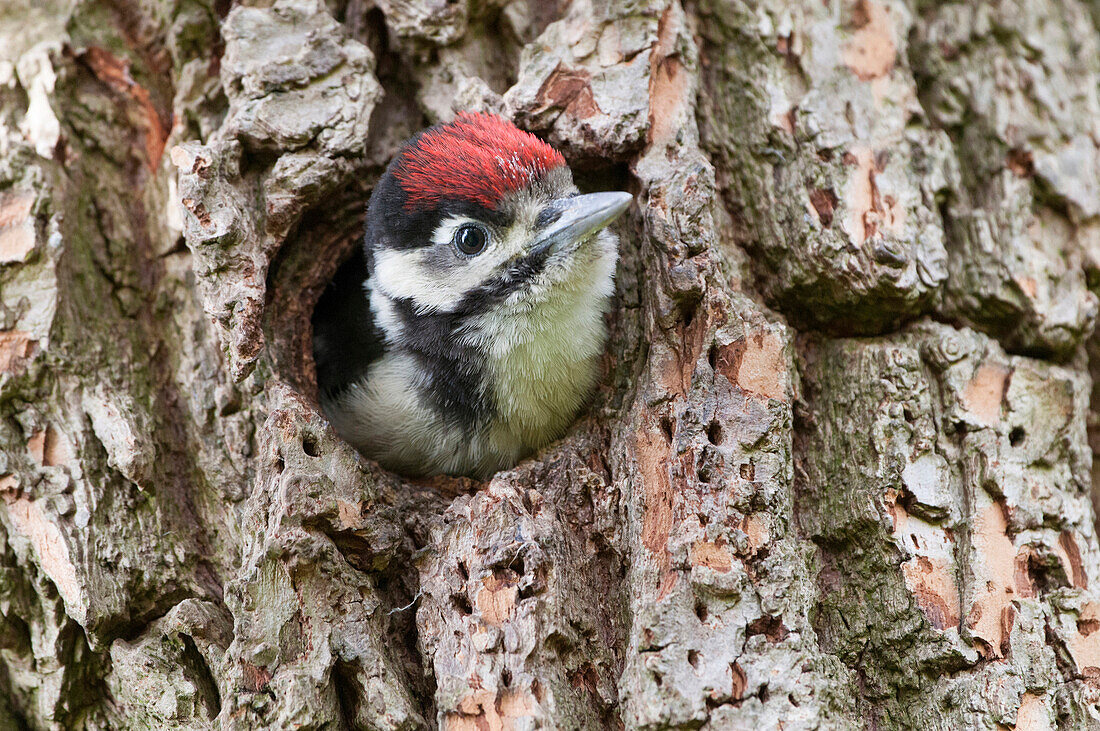 Great Spotted Woodpecker (Dendrocopos major) chick in nest cavity, North Holland, Netherlands