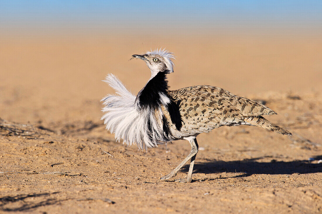 Houbara Bustard (Chlamydotis undulata) male displaying, Nitzana, Negev, Israel