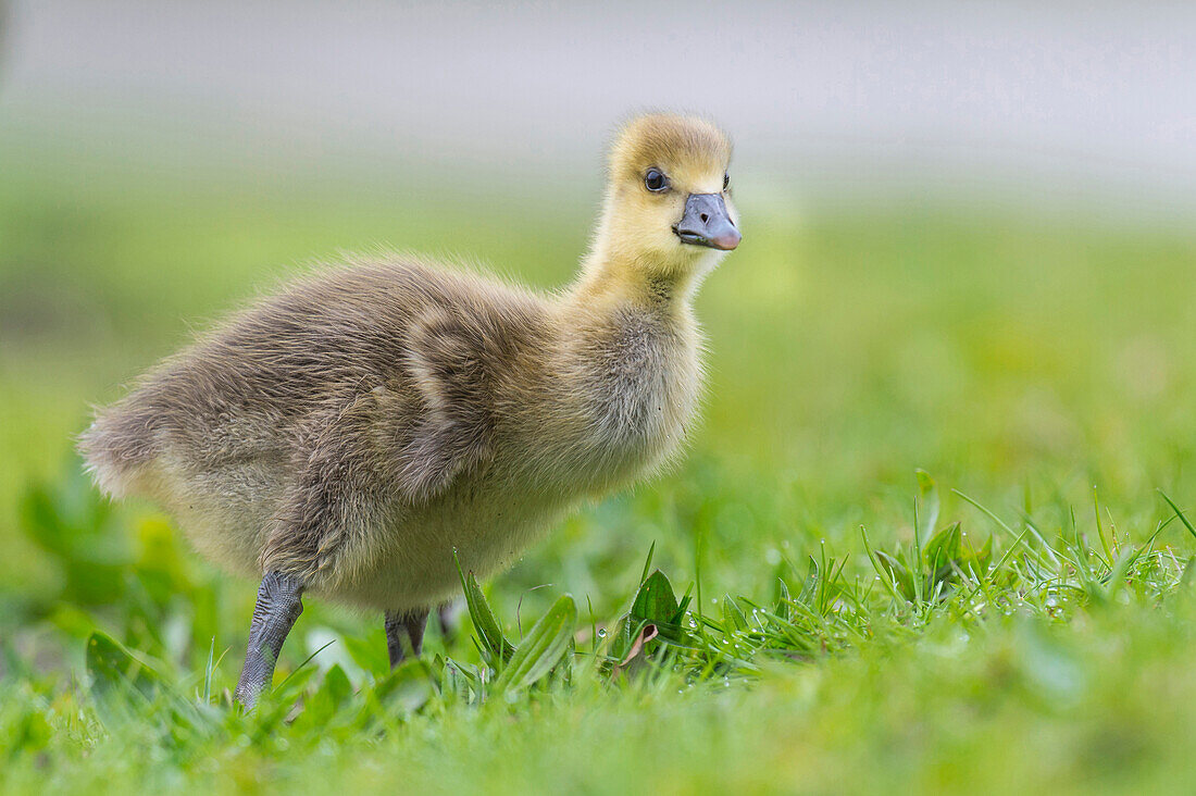 Greylag Goose (Anser anser) gosling, Lower Saxony, Germany