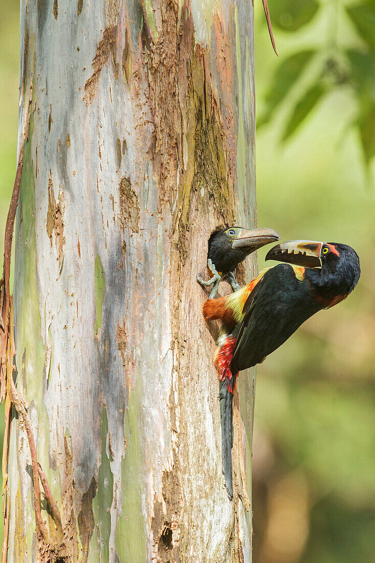 Collared Aracari (Pteroglossus torquatus) parent and chick at nest cavity, Costa Rica