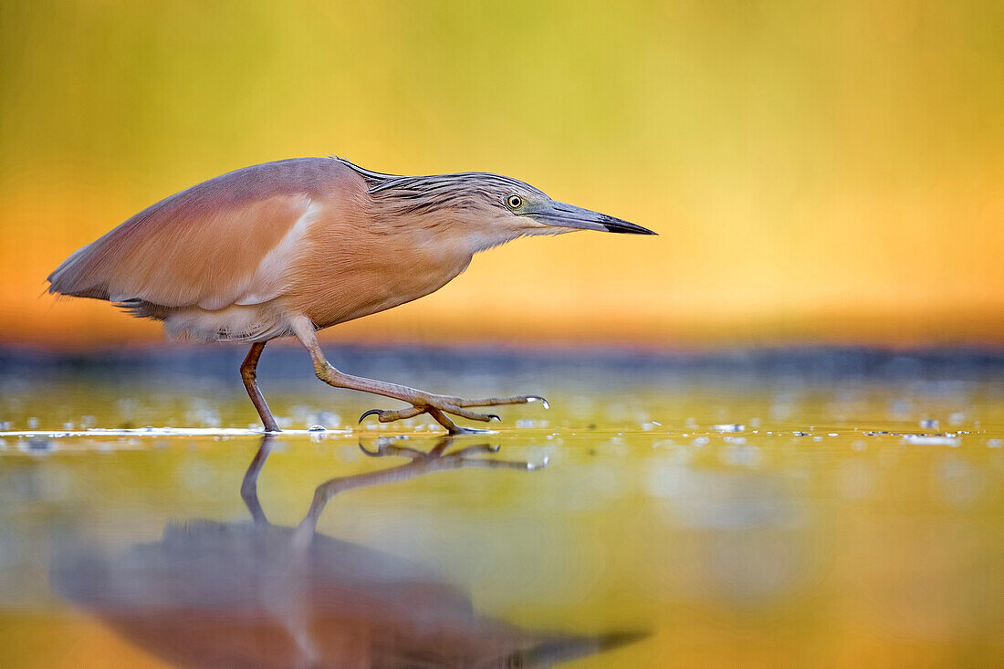 Squacco Heron (Ardeola ralloides) foraging, Hungary