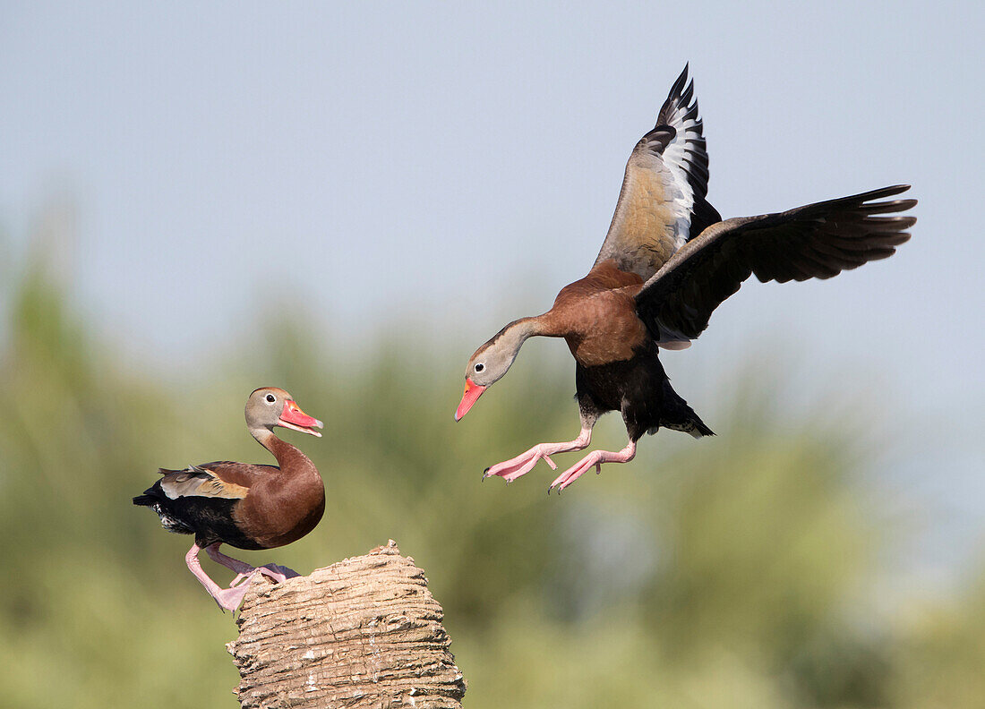 Black-bellied Whistling Duck (Dendrocygna autumnalis) landing, Florida