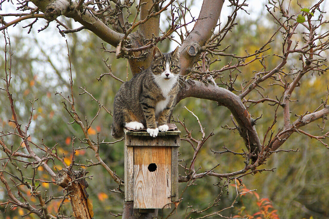 Domestic Cat (Felis catus) on bird nest box, Brandenburg, Germany
