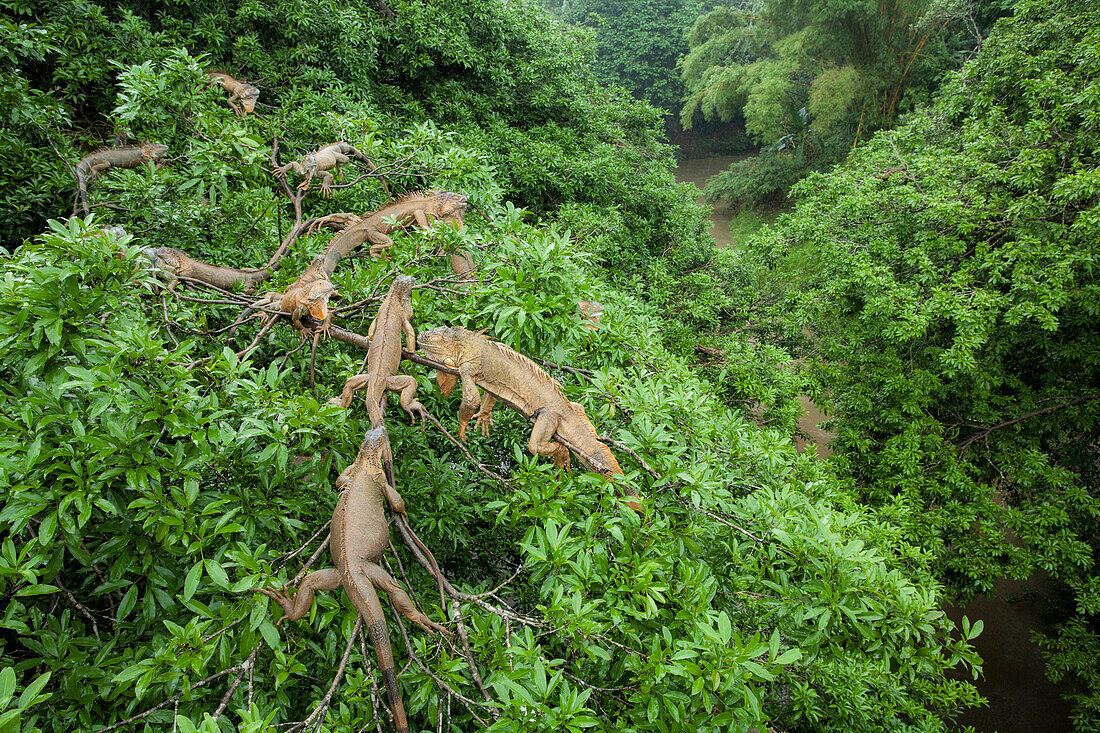 Green Iguana (Iguana iguana) group in trees, Costa Rica
