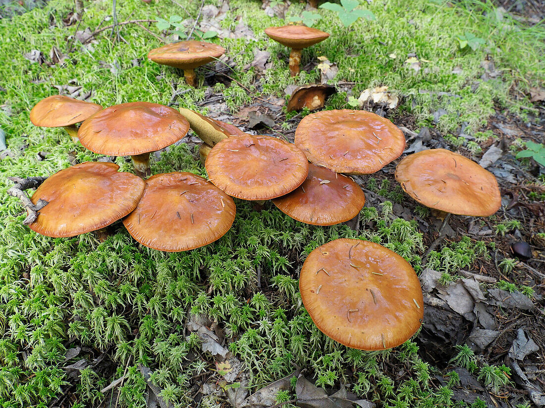 Mushrooms on moss, Kouchibouguac National Park, New Brunswick, Canada